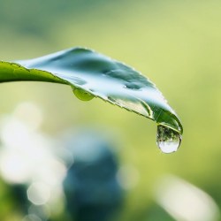 Sindbad чай 1000 г_6